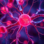 Витамин B12: защита нервной системы и кроветворение